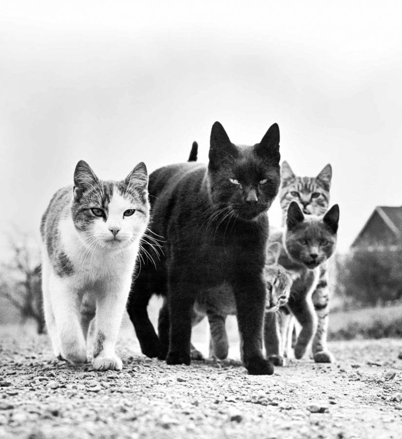 Attached picture Cats - The Mob.jpg